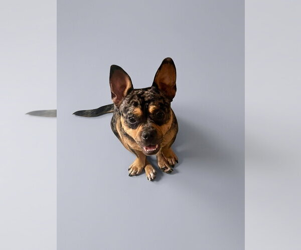 Medium Photo #3 French Bulldog Puppy For Sale in Menifee, CA, USA