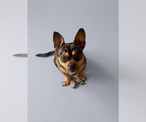 Frenchie - Male French Bulldog Dog for Adoption - Photo #3