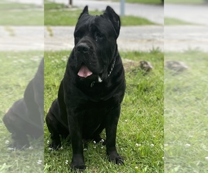 Father of the Cane Corso puppies born on 04/11/2022
