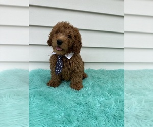 Goldendoodle (Miniature) Puppy for sale in ORLANDO, FL, USA