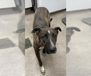 Mutt Dogs for adoption in HESPERIA, CA, USA