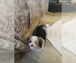 Image preview for Ad Listing. Nickname: Casper