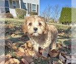 Puppy Tammy Cavachon