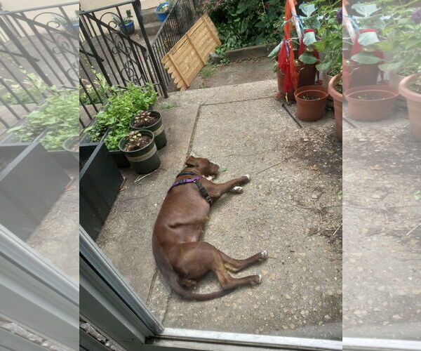 Medium Photo #30 Mutt Puppy For Sale in Philadelphia, PA, USA
