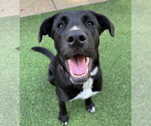 Mutt Dogs for adoption in Royal Palm Beach, FL, USA