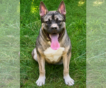 Small #3 Akita-American Bulldog Mix