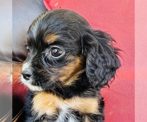 Cavalier King Charles Spaniel Puppy for sale in FRESNO, OH, USA