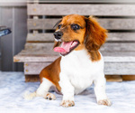 Small Photo #44 Dachshund Puppy For Sale in WAKARUSA, IN, USA