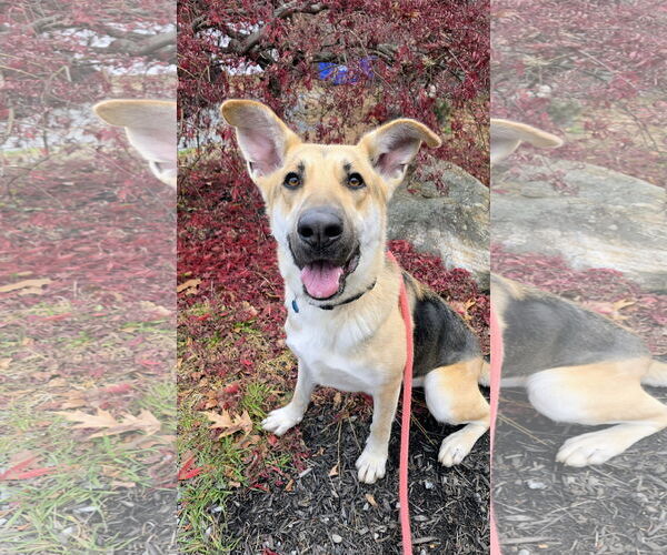 Medium Photo #2 German Shepherd Dog-Unknown Mix Puppy For Sale in Rockaway, NJ, USA