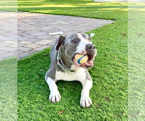 Tommy - Male American Pit Bull Terrier-Unknown Mix Dog for Adoption - Photo #2