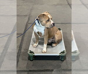 American Staffordshire Terrier Dogs for adoption in Oak Bluffs, MA, USA