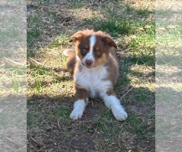 Medium Photo #2 Australian Shepherd Puppy For Sale in Denver , CO, USA