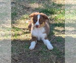 Small #1 Australian Shepherd