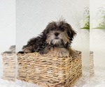 Small #3 Shorkie Tzu