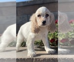 Small Photo #1 Cocker Spaniel Puppy For Sale in CANOGA, NY, USA