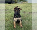 Puppy Scout German Shepherd Dog