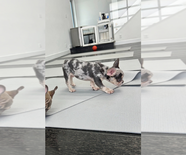 Medium Photo #5 French Bulldog Puppy For Sale in WINNSBORO, TX, USA