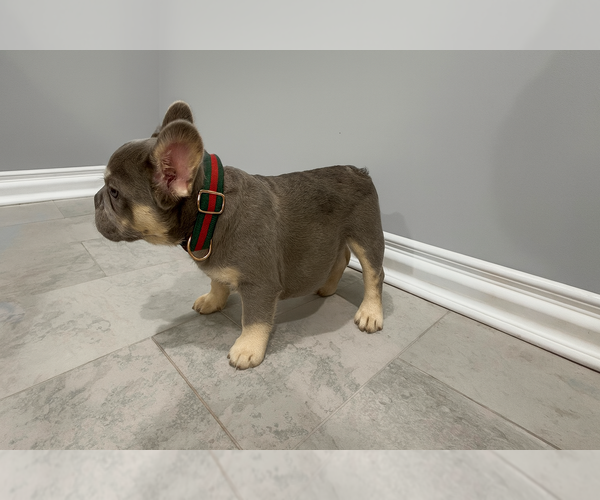 Medium Photo #2 French Bulldog Puppy For Sale in SOUTH GATE, CA, USA