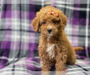 Cavapoo Puppy for sale in LAKELAND, FL, USA