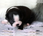 Small Photo #22 Boston Terrier Puppy For Sale in WINNSBORO, TX, USA