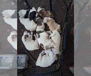 American Bulldog Puppy for sale in FAIRBURY, NE, USA