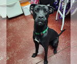 Small #7 Labrador Retriever Mix