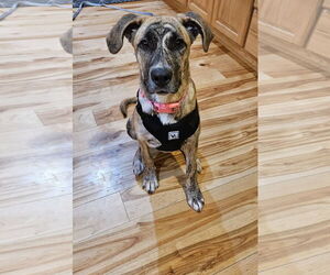 Bullboxer Pit Dogs for adoption in Princeton, MN, USA