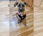 Small Bullboxer Pit