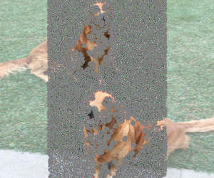 Mother of the Golden Retriever puppies born on 11/30/2022