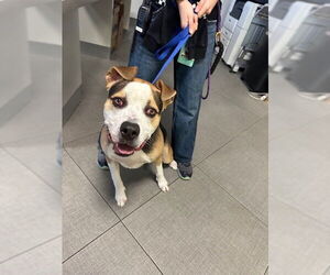 Mutt Dogs for adoption in Rancho Cucamonga, CA, USA