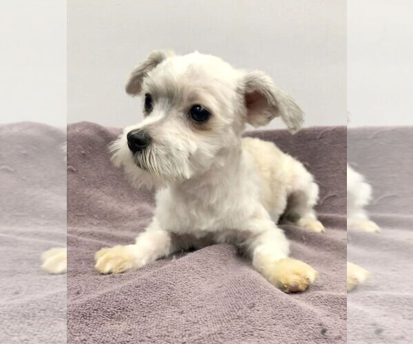 Medium Photo #1 Havamalt Puppy For Sale in Lincolnwood, IL, USA