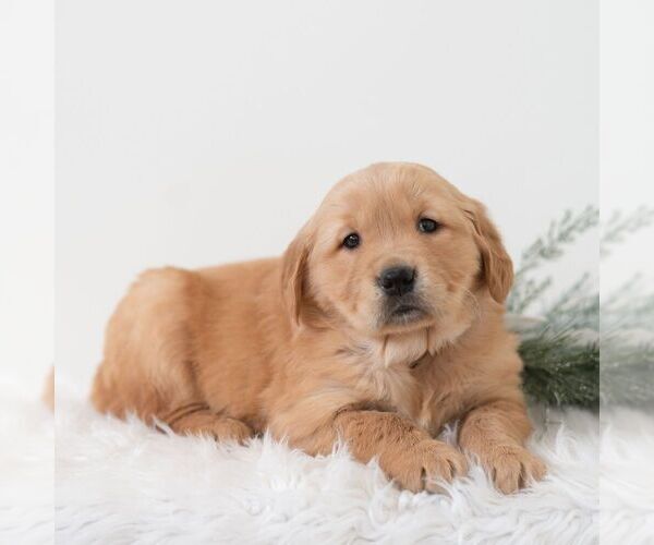 Medium Photo #4 Golden Retriever Puppy For Sale in NEWPORT, PA, USA