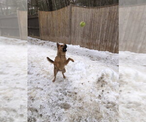 Dutchess - Female Shiba Inu-pomeranian spitz Mix Dog for Adoption - Photo #3