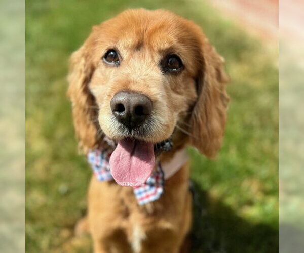 Medium Photo #4 Cocker Spaniel Puppy For Sale in Arlington, VA, USA