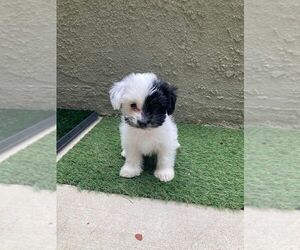 Havanese Puppy for sale in FONTANA, CA, USA