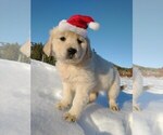 Puppy 4 Golden Retriever