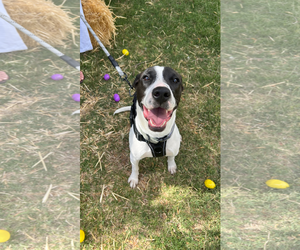 Pointer-Unknown Mix Dogs for adoption in Chandler, AZ, USA
