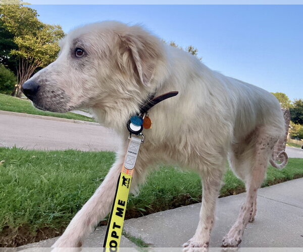 Medium Photo #5 Great Pyrenees Puppy For Sale in Dallas, TX, USA