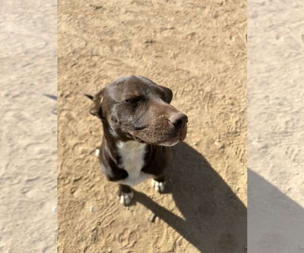 Medium Photo #2 Labrador Retriever-Unknown Mix Puppy For Sale in Apple Valley, CA, USA