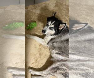 COURTESY POST: Loki - Male Alaskan Malamute-Unknown Mix Dog for Adoption - Photo #2