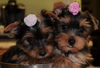 Yorkshire Terrier Puppy for sale in PINEY FLATS, TN, USA