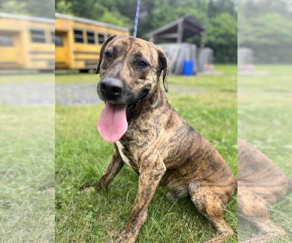 Medium Photo #2 Mutt Puppy For Sale in Crandall, GA, USA