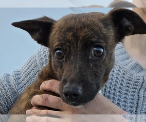 Chihuahua-Unknown Mix Dogs for adoption in Mukwonago, WI, USA