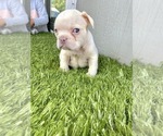 Small Photo #37 French Bulldog Puppy For Sale in ATHERTON, CA, USA