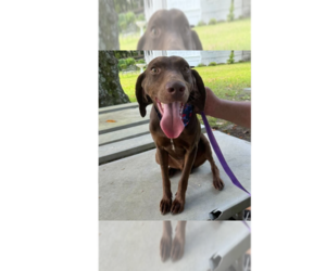 Unknown-Vizsla Mix Dogs for adoption in Greenbelt, MD, USA