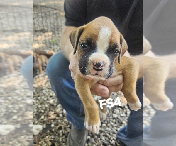 Medium Photo #1 Boxer Puppy For Sale in GOLDFIELD, IA, USA