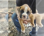 Puppy FS4 Boxer