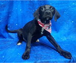 Small #2 Labrador Retriever Mix