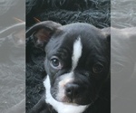 Small Photo #17 Boston Terrier Puppy For Sale in JONES, OK, USA