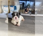 Small #3 French Bulldog